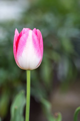 チューリップの花