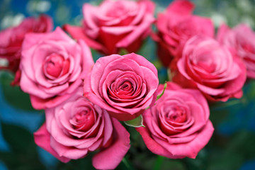 薔薇の花