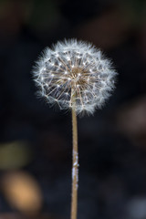 タンポポの綿毛