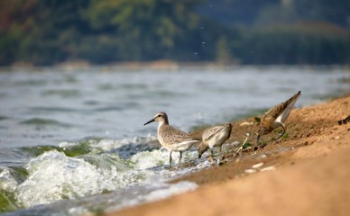 Knots (Calidris canutus) and a Ruff (Philomachus pugnax) on the shore of the Kyiv reservoir, Kyiv region, Ukraine