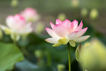 Obraz premium 蓮の花