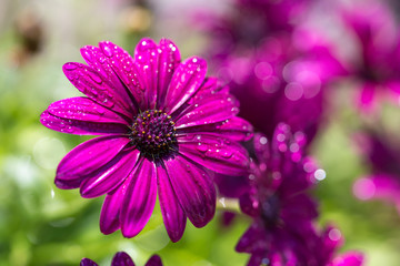 デイジーの花