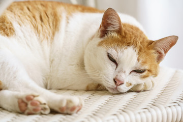 Close up sleepy Domestic cat on the white chair