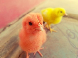Little cute chickens
