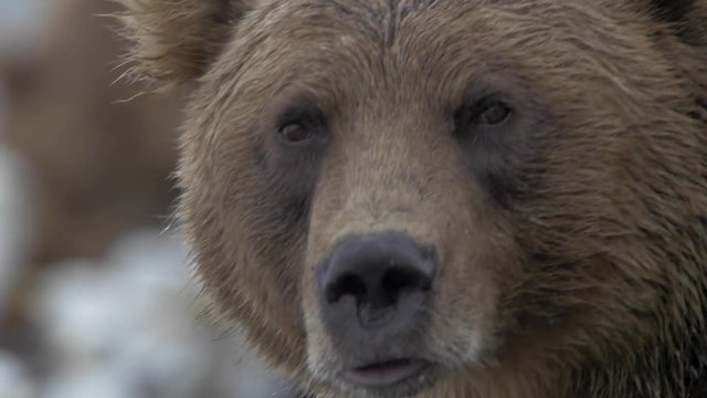 Brown bear. Close-up, portrait.