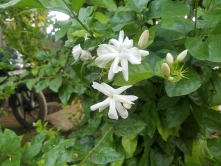 Jasmine