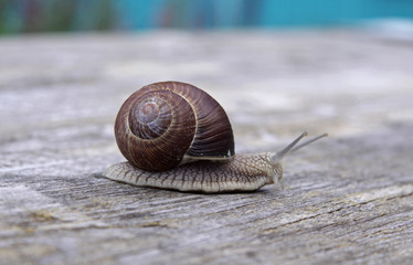 Snail on a wooden table