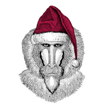 Monkey, baboon, dog-ape, ape Christmas illustration Wild animal wearing christmas santa claus hat Red winter hat Holiday picture Happy new year