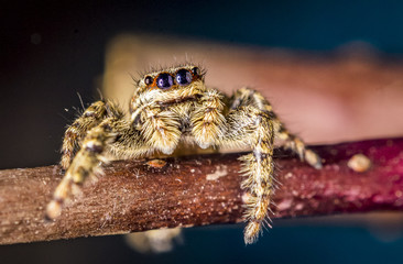 Rindenspringspinne (Marpissa muscosa)