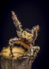 Rindenspringspinne (Marpissa muscosa)