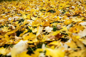 lots of yellow leaves at the ground