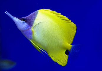 Naklejka premium Forcipiger longirostris