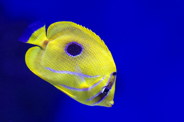 Chaetodon plebeius, commonly known as the blueblotch butterflyfish