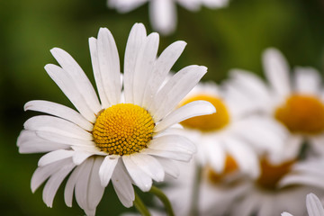Obraz premium white Daisy garden on green background