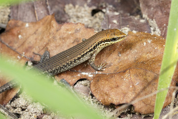 Image of a common garden skink (Scincidae) on dry leaves. Reptile Animal