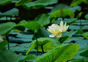 Lovely white water lily in the pond bathing in the sunlight.