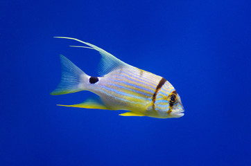 Symphorichthys spilurus