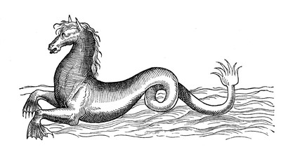 Sea horse, mythological marine creature, year 1580, vintage engraving © acrogame