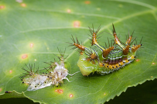 Image of Stinging Nettle Slug Caterpillar (Cup Moth, Limacodidae) "Green Marauder" on green leaves. Insect Animal.