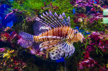 Pterois Volitans