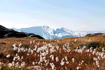 white flower with iceberg in ilulissat, greenland, jakobshavn
