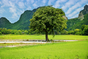 Green rice fields beautiful landscape