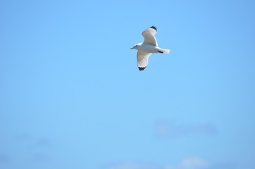 Seagull