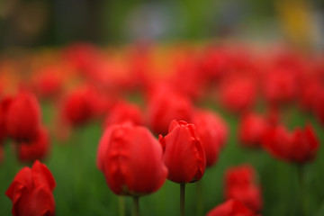поле красных тюльпанов 