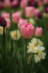 тюльпаны и нарциссы 