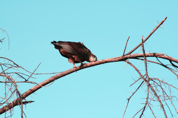 African bird cleaning it's bill