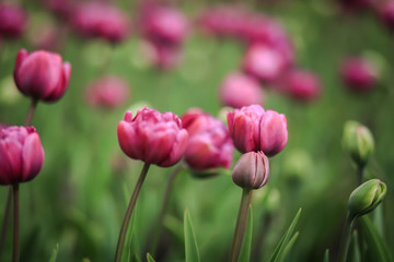розовые тюльпаны 