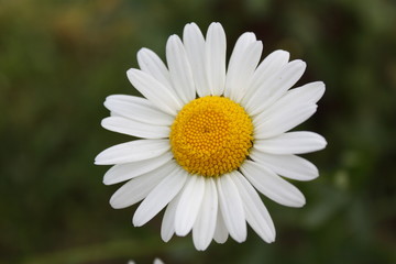 Fototapeta premium Chamomile 