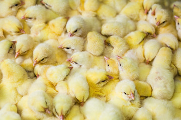 Crowd of little young chicken, close up.Shallow doff