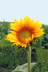 sunflower on a field, sky