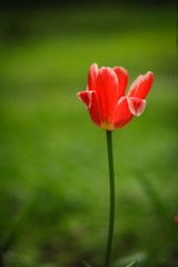 тюльпаны