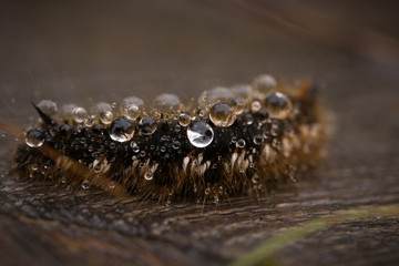 A beautiful macro photo of a brown caterpillar with a rain drops in its hair on a wooden footpath