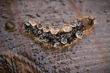 A beautiful macro photo of a brown caterpillar with a rain drops in its hair on a wooden footpath