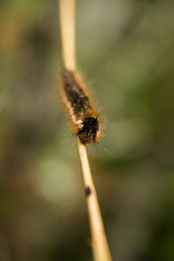 A beautiful brown caterpillar on a branch with small water droplets. Macro shot.