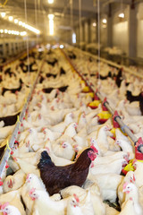 Indoors chicken farm, chicken feeding