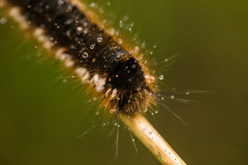 A beautiful brown caterpillar on a branch with small water droplets. Macro shot.