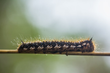 A beautiful brown caterpillar on a branch with small water droplets. Macro shot.