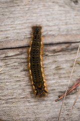A beautiful brown caterpillar on a wooden footpath. Macro shot.