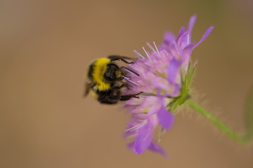 A beautiful bumblebee gathering honey from a purple summer flower. Macro shallow depth of field photo.