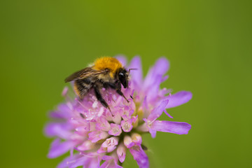 A beautiful bumblebee gathering honey from a purple summer flower. Macro shallow depth of field photo.