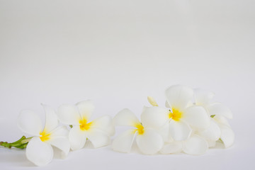 Fototapeta na wymiar Frangipani flower/ Plumeria/ Temple Tree/ Graveyard Tree / on white background