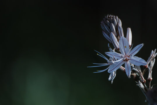 Fiore dell'asfodelo
