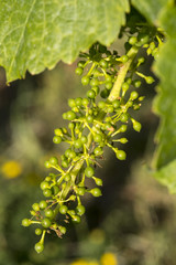 junge Weintrauben, Trauben, 