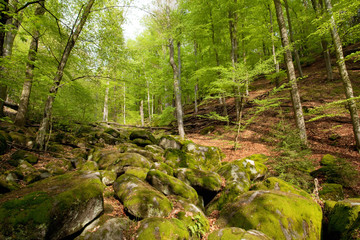 Forest, Czech republic