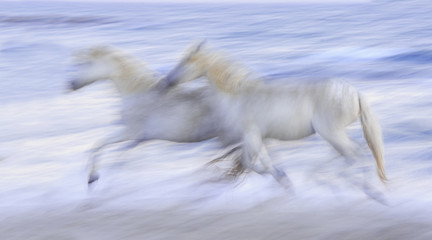 Running camargue horses - 164163682