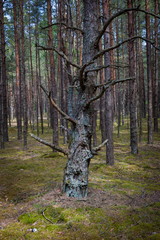 wood